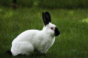 Кролики фото