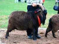 Фото Гірничо-Алтайська порода кіз