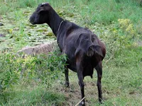 Фото Бенгальська Чорна коза