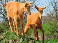 Фото Золоті Гернсійські кози