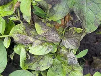 Фото Фітофтороз листя у картоплі