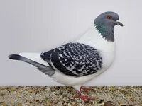 Фото Богемський голуб