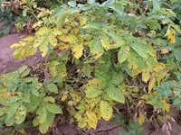 Фото Опіки листя у картоплі