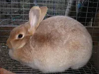 Фото Сріблястий Кремовий кролик