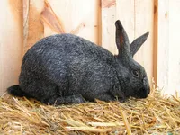 Фото Сріблястий кролик