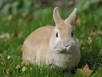 Фото Сріблястий Кремовий кролик