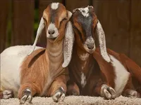 Фото Англо-нубійська коза
