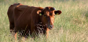 Породи корів (ВРХ) Червона Датська  корова