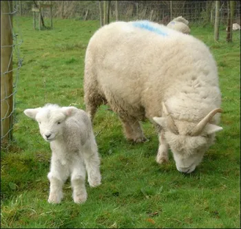 Породи овець Ексмур Хорн(Exmoor Horn)