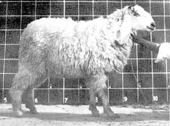 Породи овець Кука (Kooka)