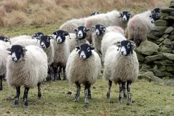 Породи овець Шваледале (Swaledale)