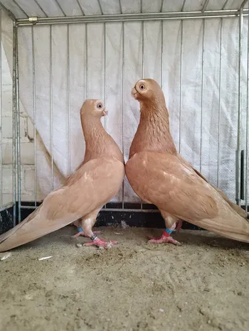 Породи голубів Польський Бородавчатий