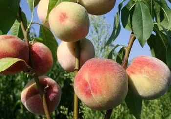Сорти персиків Грінзборо