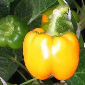 Сорти перцю Багратіон