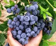Фото Приймаємо лохину дорого!