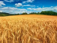 Фото Купуємо зерновідходи, некондицію та побічні продукти