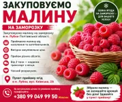 Фото Закуповуємо малину на заморозку