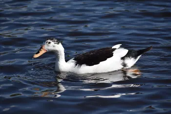 Породи качок Сорока