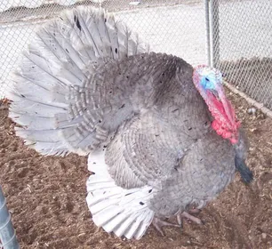 Породи індиків Блакитна Індичка (The Slate Turkey)