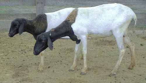 Бразильський Сомалі (Brazilian Somali)