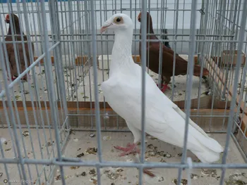 Породи голубів Польський листоноша