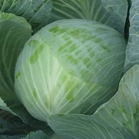 Сорти капусти Олімп