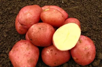 3882