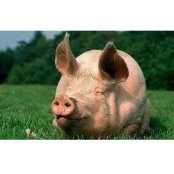 Породи свиней Банту