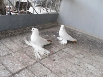 Породи голубів Північнокавказькі бійні космачі