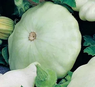 Сорти кабачків Чебурашка