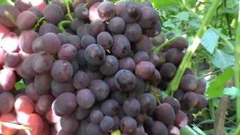 Сорти винограду Невеста