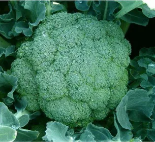 Сорти капусти Вольта