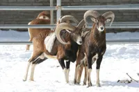 Фото Муфлон (Mouflon)