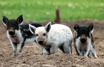 Породи свиней Мангалиця