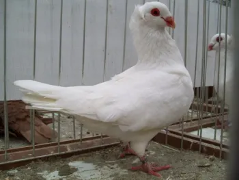 Породи голубів Соттобанка