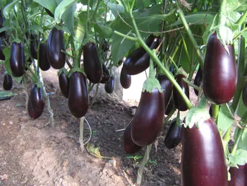 Сорти баклажану Боярин F1