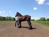 Фото Бельгійська ваговозна (Брабансон)