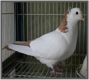 Породи голубів Вірменський бійний