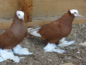 Породи голубів Армавірські білоголові космачі