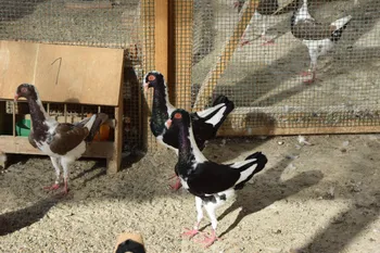 Породи голубів Угорський голуб