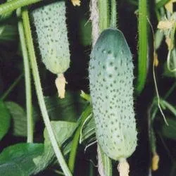 Сорти огірків Вокал РЦ F1 / Vokal RZ F1