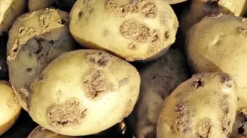 Статті користувачів Картопляна бородавка