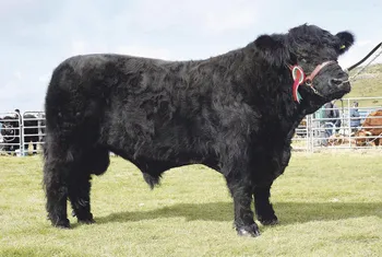 Породи корів (ВРХ) Уэльська чорна