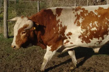 Породи корів (ВРХ) Аргентинська Кріолло
