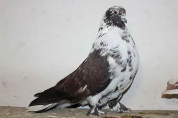 Породи голубів Мелітопольський