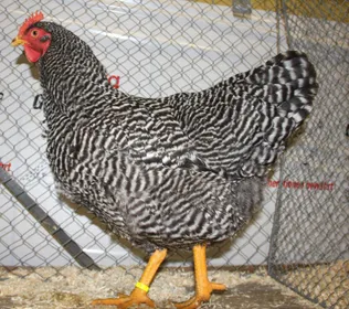 Породи курей Амрокс