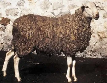 Породи овець Алкарена (Alcarreña)