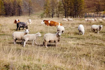 Породи овець Алтай (Altai)