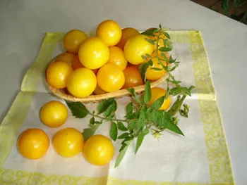 Сорти помідорів Росинка