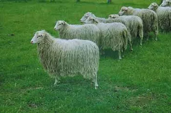 Породи овець Вейс Хорнлос Гайдшнуцька (Weisse Hornlose Heidschnucke)